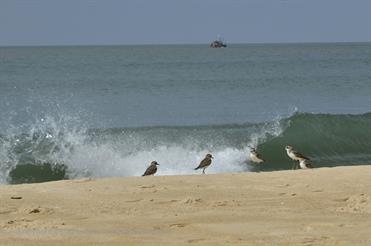 01 Mobor-Beach_and_Cavelossim-Beach,_Goa_DSC6331_b_H600